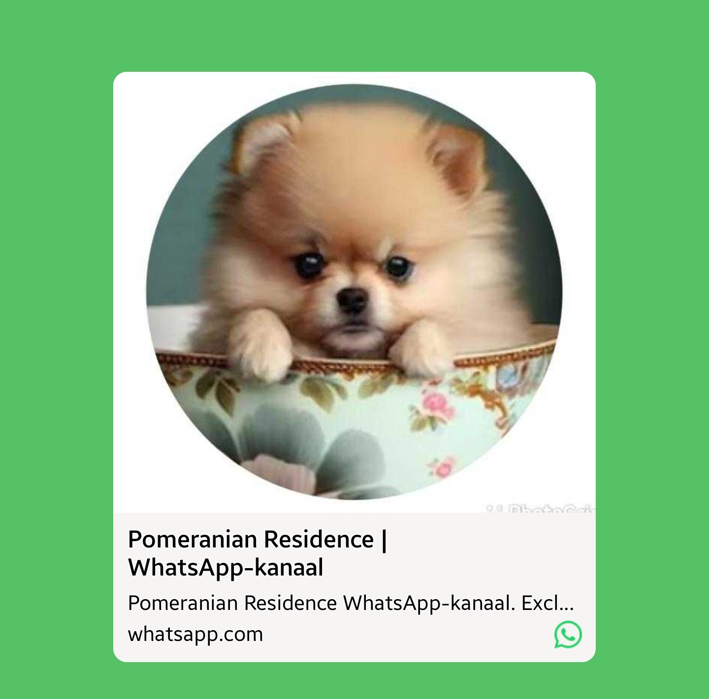 Pomeranian Residence Whatsapp Kanaal Exclusive Pomeranian Breeder.jpg